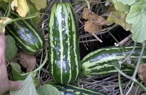 临沂网红吃梢瓜现场